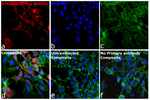DYKDDDDK Tag Antibody in Immunocytochemistry (ICC/IF)