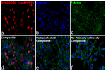 DYKDDDDK Tag Antibody in Immunocytochemistry (ICC/IF)