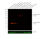 DYKDDDDK Tag Antibody in Western Blot (WB)