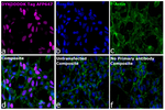 DYKDDDDK Tag Antibody in Immunocytochemistry (ICC/IF)
