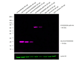 DYKDDDDK Tag Antibody in Western Blot (WB)