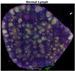 CD8 alpha Antibody in Immunohistochemistry (Paraffin) (IHC (P))