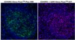 CD45RO Monoclonal Antibody (UCHL1), Alexa Fluor™ Plus 488