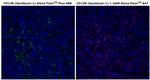 CD138 Antibody in Immunohistochemistry (Paraffin) (IHC (P))
