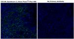 CD138 Monoclonal Antibody (MI15), Alexa Fluor™ Plus 488