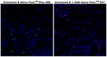 Granzyme B Antibody in Immunohistochemistry (Paraffin) (IHC (P))