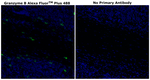 Granzyme B Antibody in Immunohistochemistry (Paraffin) (IHC (P))
