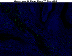 Granzyme B Antibody in Immunohistochemistry (Paraffin) (IHC (P))