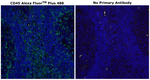 CD45 Antibody in Immunohistochemistry (Paraffin) (IHC (P))