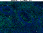 CD45 Antibody in Immunohistochemistry (Paraffin) (IHC (P))