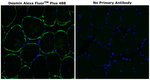 Desmin Antibody in Immunohistochemistry (Paraffin) (IHC (P))