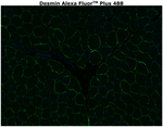 Desmin Antibody in Immunohistochemistry (Paraffin) (IHC (P))