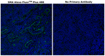 Alpha-Smooth Muscle Actin Antibody in Immunohistochemistry (Paraffin) (IHC (P))