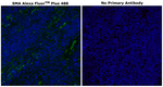 Alpha-Smooth Muscle Actin Antibody in Immunohistochemistry (Paraffin) (IHC (P))