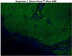 Arginase 1 Antibody in Immunohistochemistry (Paraffin) (IHC (P))