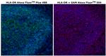 HLA-DR Antibody in Immunohistochemistry (Paraffin) (IHC (P))