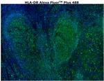 HLA-DR Antibody in Immunohistochemistry (Paraffin) (IHC (P))