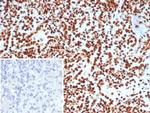 XRCC5 (Ku86/Ku80) (Thyroid-Lupus Autoantigen) Antibody in Immunohistochemistry (Paraffin) (IHC (P))