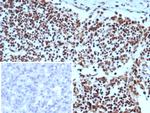 XRCC5 (Ku86/Ku80) (Thyroid-Lupus Autoantigen) Antibody in Immunohistochemistry (Paraffin) (IHC (P))