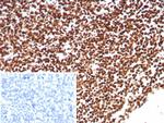XRCC5 (Ku86/Ku80) (Thyroid-Lupus Autoantigen) Antibody in Immunohistochemistry (Paraffin) (IHC (P))