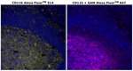 CD11b Antibody in Immunohistochemistry (Paraffin) (IHC (P))