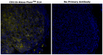 CD11b Antibody in Immunohistochemistry (Paraffin) (IHC (P))