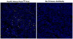 FOXP3 Antibody in Immunohistochemistry (Paraffin) (IHC (P))
