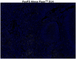 FOXP3 Antibody in Immunohistochemistry (Paraffin) (IHC (P))