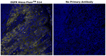 EGFR Antibody in Immunohistochemistry (Paraffin) (IHC (P))
