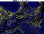 EGFR Antibody in Immunohistochemistry (Paraffin) (IHC (P))
