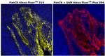 Pan Cytokeratin Monoclonal Antibody (AE1/AE3), Alexa Fluor™ 514
