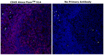 CD45 Antibody in Immunohistochemistry (Paraffin) (IHC (P))