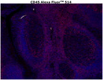 CD45 Antibody in Immunohistochemistry (Paraffin) (IHC (P))