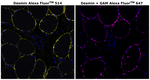 Desmin Monoclonal Antibody (DE-U-10), Alexa Fluor™ 514