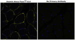 Desmin Antibody in Immunohistochemistry (Paraffin) (IHC (P))