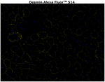 Desmin Antibody in Immunohistochemistry (Paraffin) (IHC (P))