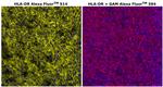HLA-DR Monoclonal Antibody (LN3), Alexa Fluor™ 514