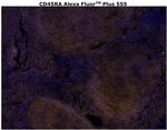 CD45RA Antibody in Immunohistochemistry (Paraffin) (IHC (P))
