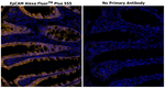 CD326 (EpCAM) Antibody in Immunohistochemistry (Paraffin) (IHC (P))