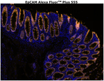 CD326 (EpCAM) Antibody in Immunohistochemistry (Paraffin) (IHC (P))