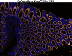 CD326 (EpCAM) Antibody in Immunohistochemistry (Paraffin) (IHC (P))