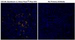 CD138 Monoclonal Antibody (MI15), Alexa Fluor™ Plus 555