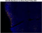 CD138 Antibody in Immunohistochemistry (Paraffin) (IHC (P))