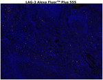 CD223 (LAG-3) Antibody in Immunohistochemistry (Paraffin) (IHC (P))