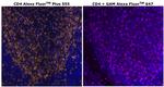 CD4 Monoclonal Antibody (N1UG0), Alexa Fluor™ Plus 555
