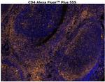 CD4 Antibody in Immunohistochemistry (Paraffin) (IHC (P))