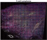 CD4 Antibody in Multiplex Immunohistochemistry (mIHC)