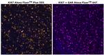 Ki-67 Antibody in Immunohistochemistry (Paraffin) (IHC (P))