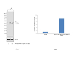 PD-1 (CD279) Antibody