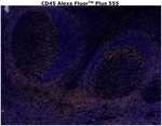 CD45 Antibody in Immunohistochemistry (Paraffin) (IHC (P))